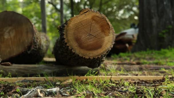 Крупный план дерева — стоковое видео