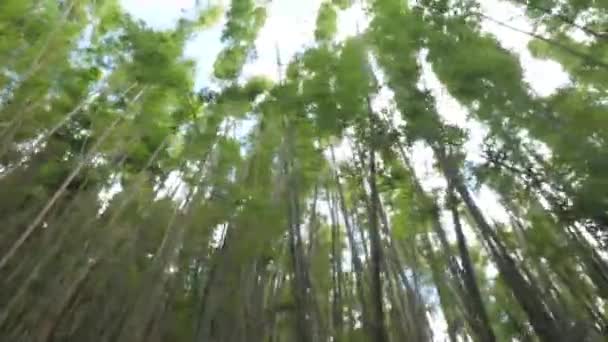 Een dichtbij van een boom — Stockvideo