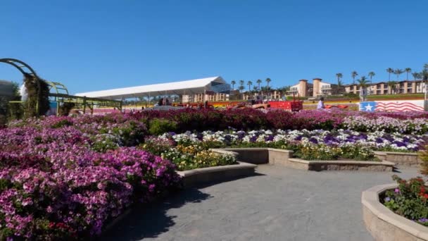 Un primer plano de un jardín de flores — Vídeos de Stock