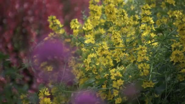 Крупним планом квітка — стокове відео