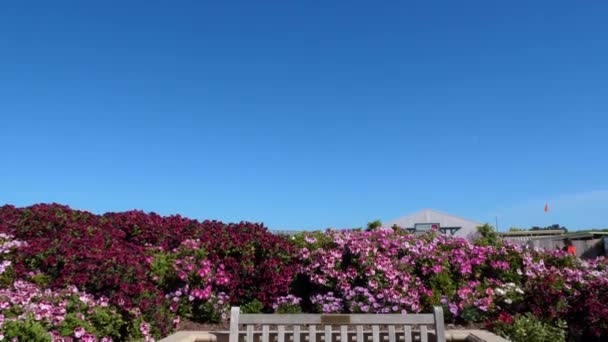 Un gros plan d'un jardin de fleurs — Video