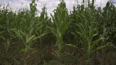 Bir bitkinin yakın çekimi.