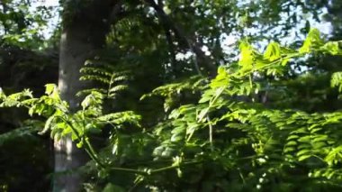 Ormanda yeşil bir bitki