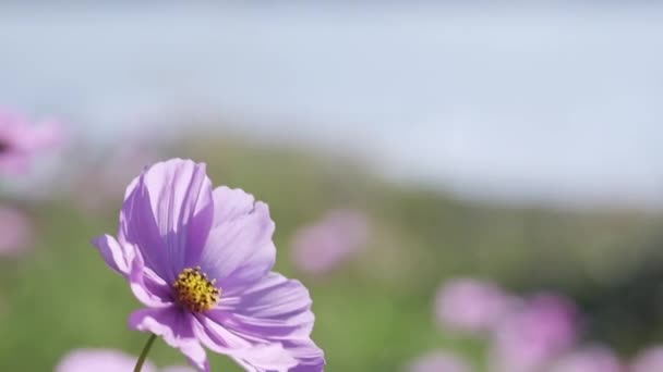 Un primer plano de una flor — Vídeo de stock
