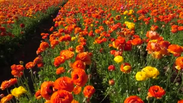 植物上一朵五彩缤纷的花 — 图库视频影像