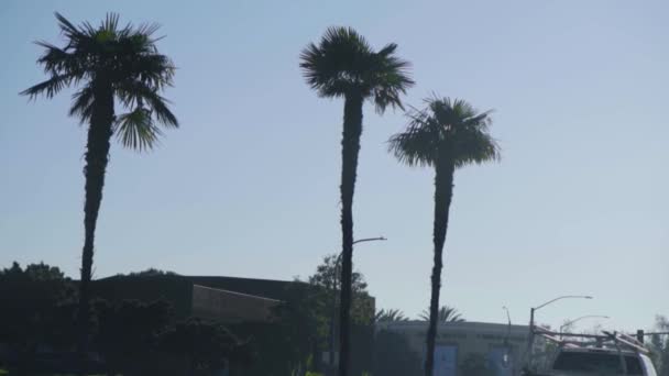 Un grupo de palmeras junto a un árbol — Vídeos de Stock