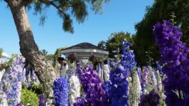 Çiçek bahçesine yakın çekim