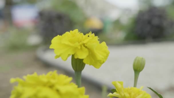 Un primer plano de una flor — Vídeo de stock