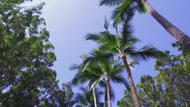 Un grupo de palmeras junto a un árbol — Vídeo de stock