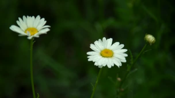 Een voorgrond van een bloem — Stockvideo