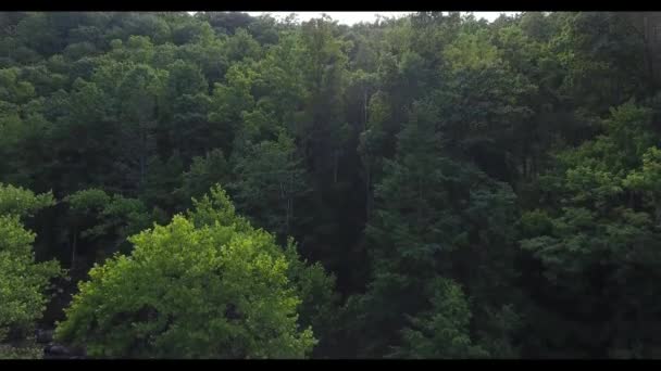 Вид на ліс — стокове відео