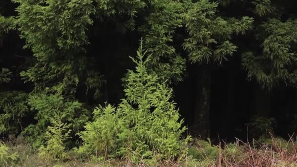 Ein Baum im Wald — Stockvideo