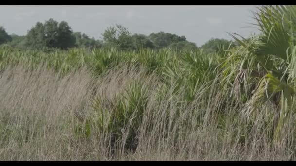 A field of tall grass with trees in the background — Stock Video