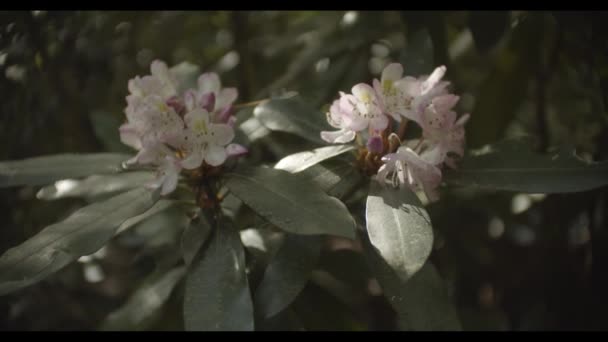 Zbliżenie kwiatu — Wideo stockowe