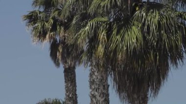 Bir ağacın yanında bir grup palmiye ağacı