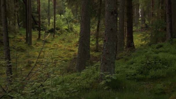 Egy fa az erdőben. — Stock videók