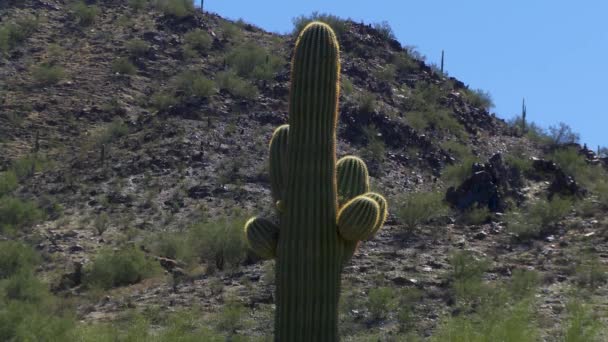 Un cactus in una zona rocciosa — Video Stock