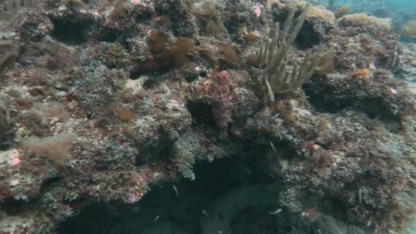 Vista submarina de un coral — Vídeos de Stock