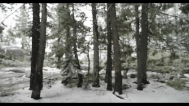 Сніговий покритий ліс — стокове відео