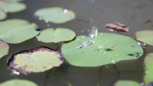 En närbild av vatten droppar på Lily pad — Stockvideo