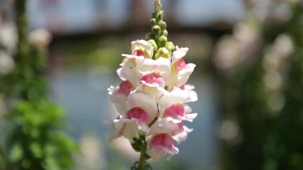 一朵花的特写 — 图库视频影像