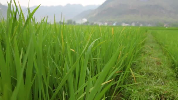 A tall green grass — Stock Video