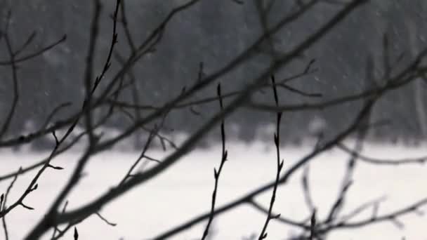 Un primo piano di un albero coperto di neve — Video Stock