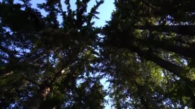 Bir ağacın yakın çekimi.