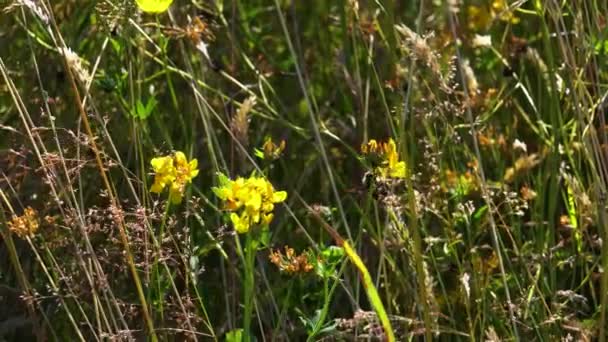 Un primer plano de una flor — Vídeo de stock