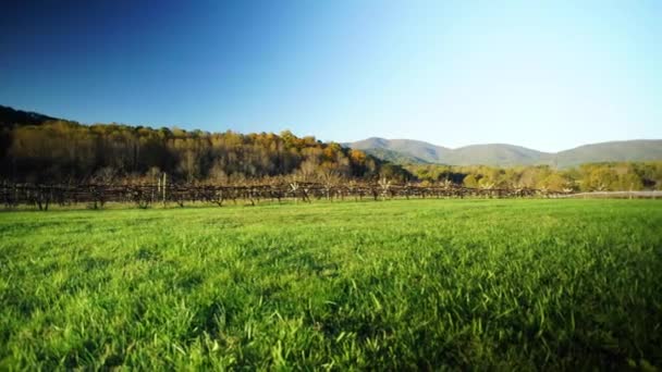 Un gran campo verde con árboles en el fondo — Vídeos de Stock