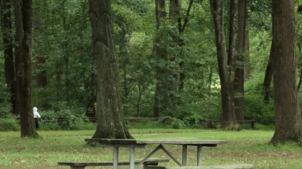 Un banc de parc vide à côté d'un arbre — Video