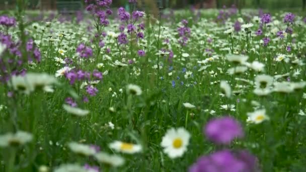 Un primer plano de un jardín de flores — Vídeo de stock