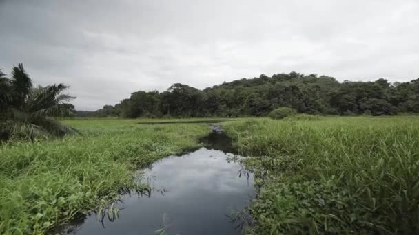 Un gros plan d'un étang — Video