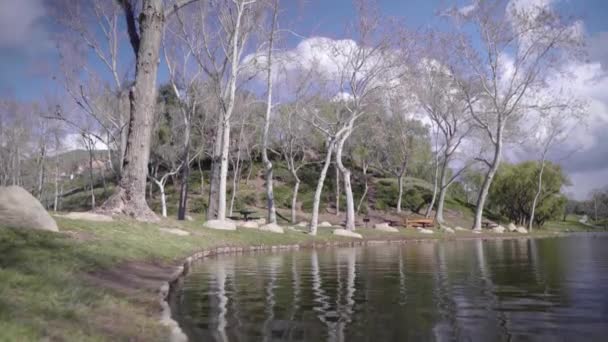 Ett träd vid en sjö — Stockvideo