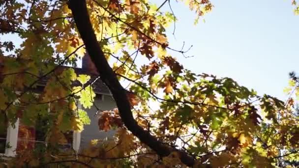 Un primo piano di un albero — Video Stock