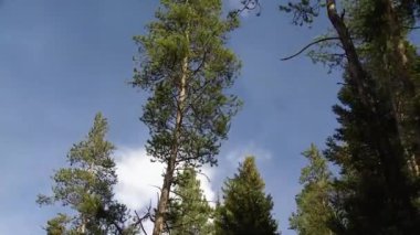 Ormanda büyük bir ağaç