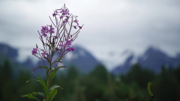 A close up of a flower — Stock Video