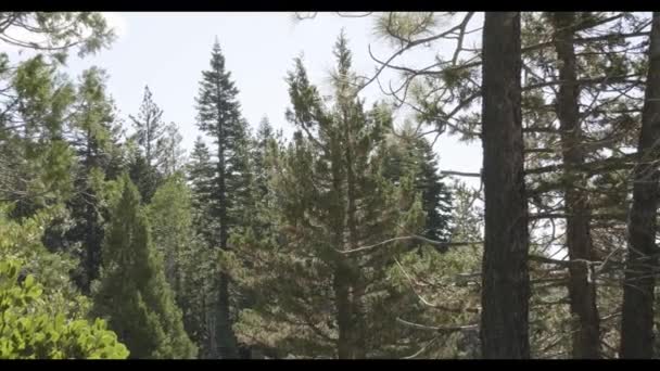 Drzewo w lesie — Wideo stockowe