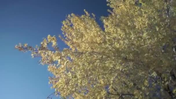 Een dichtbij van een boom — Stockvideo