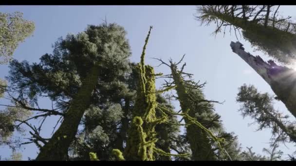 Ein großer Baum im Wald — Stockvideo