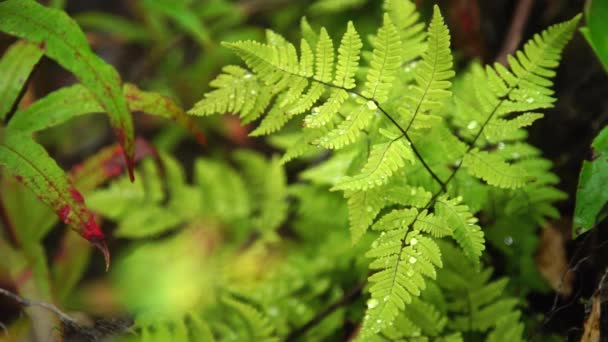 Nahaufnahme einer grünen Pflanze — Stockvideo