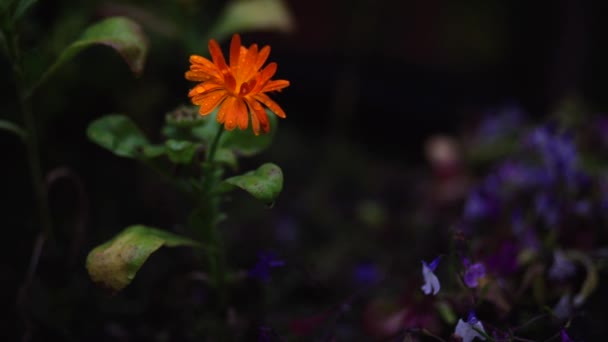 Un primer plano de una flor — Vídeo de stock