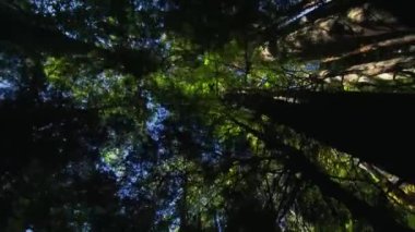 Bir ağacın yakın çekimi.