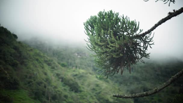 Un primer plano de un árbol — Vídeos de Stock