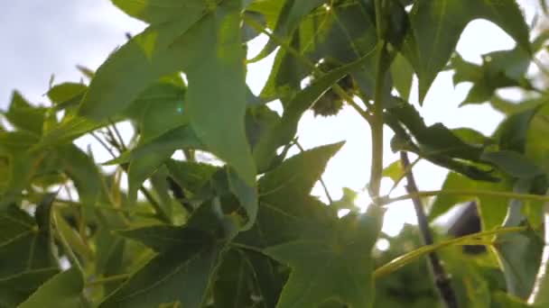 푸른 잎이 달린 나무 — 비디오