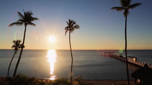 一个有棕榈树的海滩 — 图库视频影像