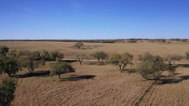 Una manada de ovejas caminando por un camino de tierra — Vídeos de Stock