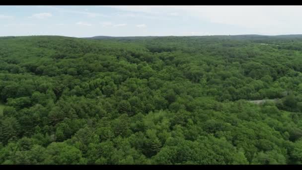 一片茂密的绿色森林的近景 — 图库视频影像