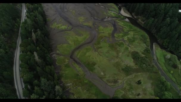 Un arbre dans une forêt — Video