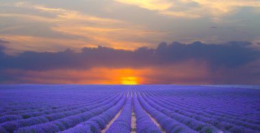 Stunning atmospheric sunset over the lavender fields at provence clipart